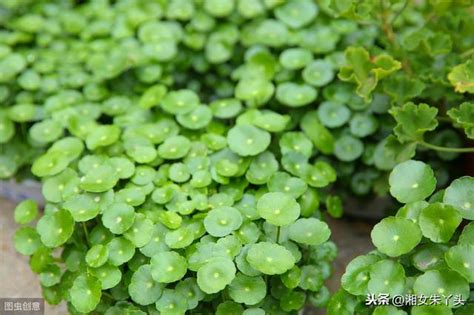 鏡面草風水|【鏡面草風水】鏡面草招財秘辛大公開！擺放客廳財運滾滾來！